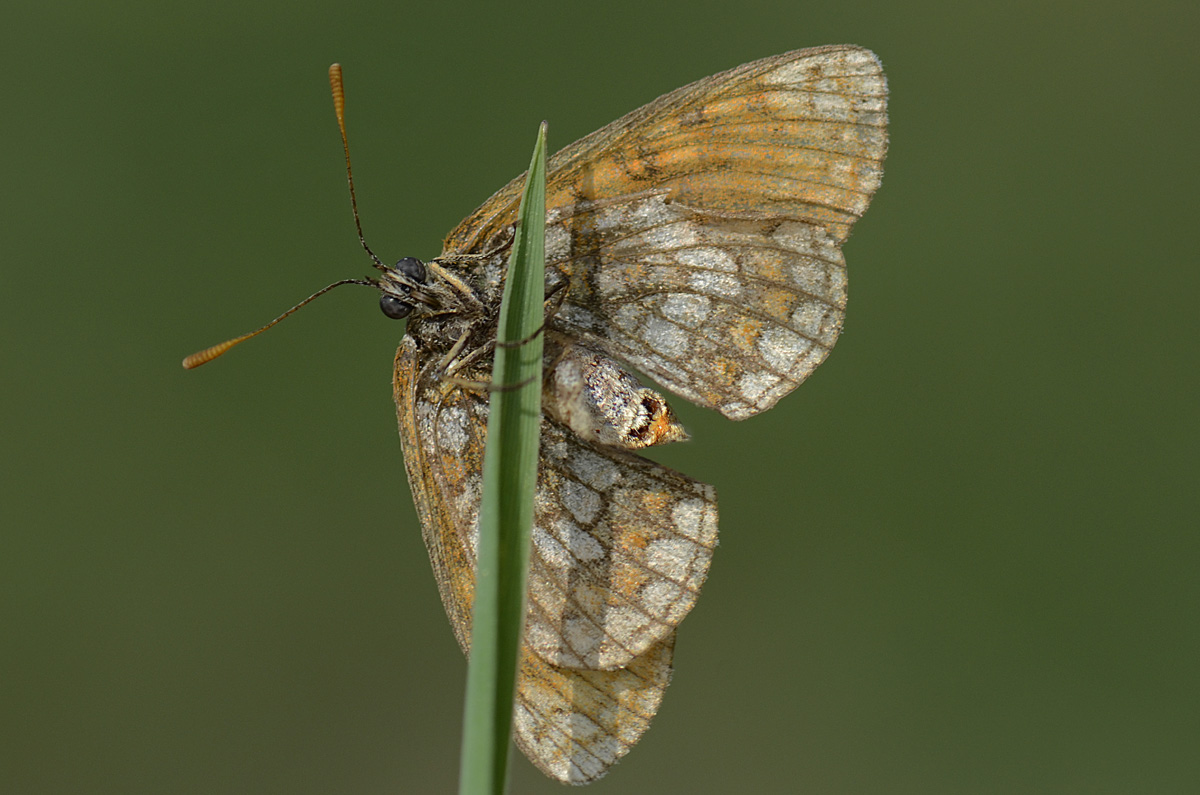 Melitaea da id.